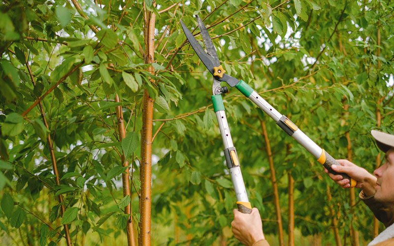 Tree trimming in Quinhagak, AK